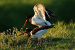 Parende scholeksters (Haematopus ostralegus), Arkemheen